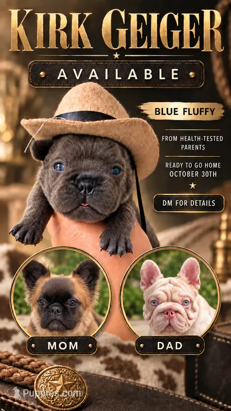Kirk Geiger  – French Bulldog puppy for sale in Melbourne, FL