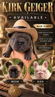 Kirk Geiger , a male French Bulldog for sale in Melbourne, FL – 1 of 1