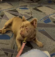 Alyssa , a female French Bulldog for sale in Melbourne, FL – 2 of 3