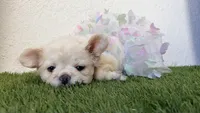 Dior , a female French Bulldog for sale in Melbourne, FL – 2 of 2
