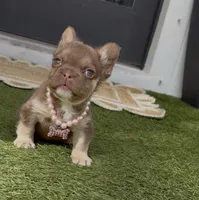 Cartier, a female French Bulldog for sale in Melbourne, FL – Photo 1 of 2