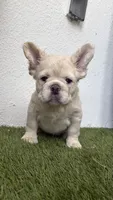Prince Charming , a male French Bulldog for sale in Melbourne, FL – 2 of 2