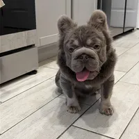 Rhino, a male French Bulldog for sale in Melbourne, FL – Photo 1 of 2