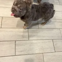 Rhino, a male French Bulldog for sale in Melbourne, FL – Photo 2 of 2