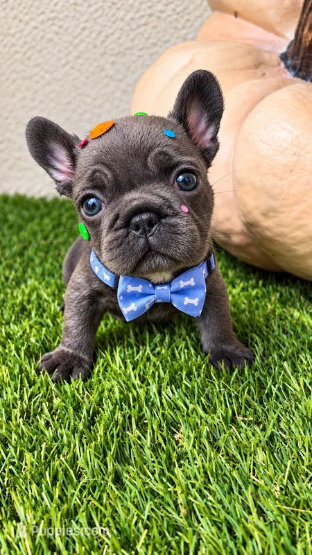Pickles, a male French Bulldog for sale in Melbourne, FL – 1 of 1