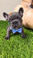 Pickles, a male French Bulldog for sale in Melbourne, FL – 1 of 1