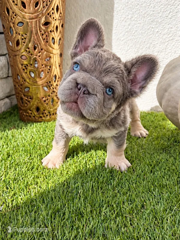 Sushi  – French Bulldog puppy for sale in Melbourne, FL