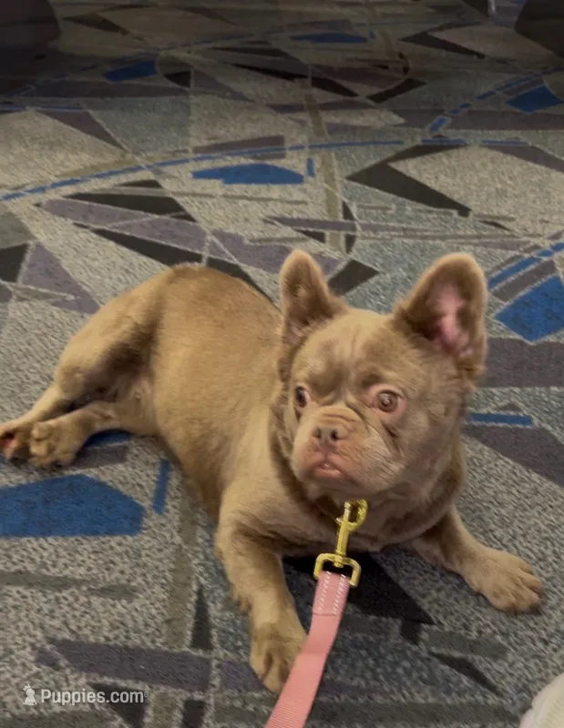 Alyssa  – French Bulldog puppy for sale in Melbourne, FL