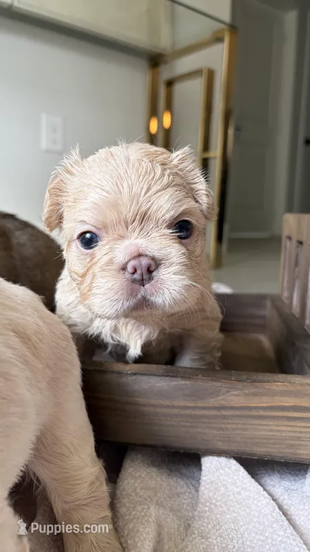 Hercules – French Bulldog puppy for sale in Melbourne, FL