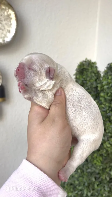 Hercules – French Bulldog puppy for sale in Melbourne, FL