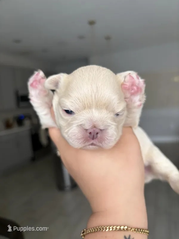 Hercules – French Bulldog puppy for sale in Melbourne, FL