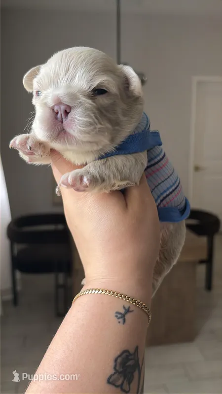 Hercules – French Bulldog puppy for sale in Melbourne, FL