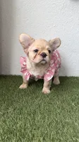 Prada, a female French Bulldog for sale in Melbourne, FL – 4 of 4