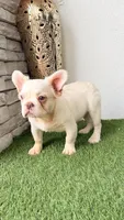 Armani, a male French Bulldog for sale in Melbourne, FL – 2 of 2