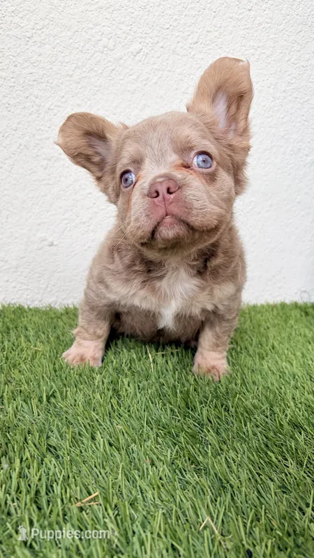 Cosmic , a male French Bulldog for sale in Melbourne, FL – 1 of 1