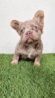 Cosmic , a male French Bulldog for sale in Melbourne, FL – 1 of 1