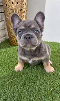 Dove , a female French Bulldog for sale in Melbourne, FL – 1 of 1