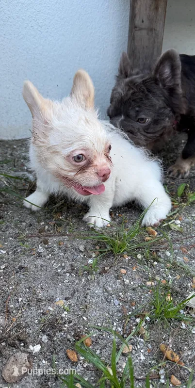 Tinkerbell – French Bulldog puppy for sale in Melbourne, FL