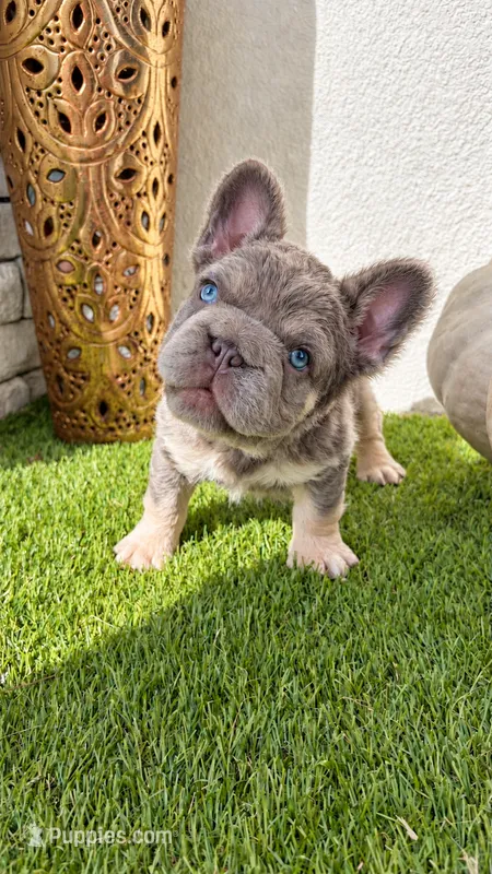 Sushi  – French Bulldog puppy for sale in Melbourne, FL