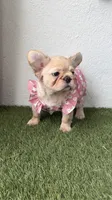 Prada, a female French Bulldog for sale in Melbourne, FL – 2 of 4