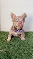 Cosmic, a male French Bulldog for sale in Melbourne, FL – 1 of 2