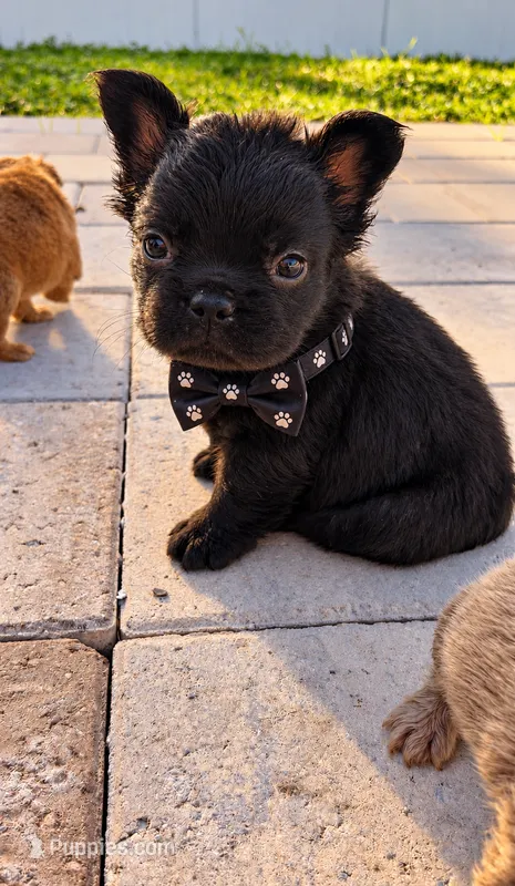 Truffle – French Bulldog puppy for sale in Melbourne, FL