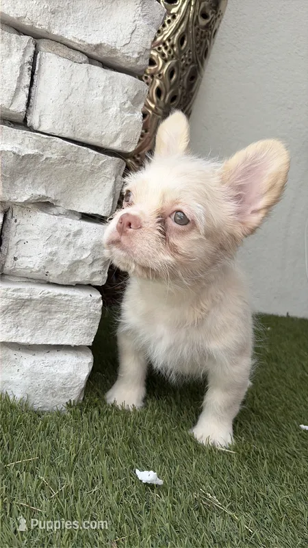 Tinkerbell – French Bulldog puppy for sale in Melbourne, FL