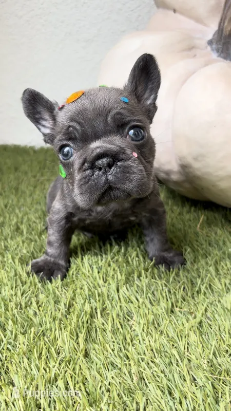 Pickles – French Bulldog puppy for sale in Melbourne, FL