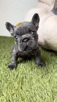 Pickles, a male French Bulldog for sale in Melbourne, FL – 1 of 1