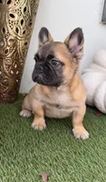 Wolfgang, a male French Bulldog for sale in Melbourne, FL – 2 of 2