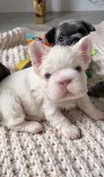 Noah, a male French Bulldog for sale in Melbourne, FL – 1 of 1