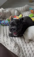 Blueberry, a female French Bulldog for sale in Melbourne, FL – 2 of 2