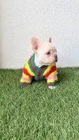 Dumpling, a male French Bulldog for sale in Melbourne, FL – 2 of 2