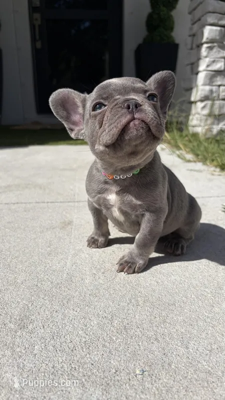 Roulette  – French Bulldog puppy for sale in Melbourne, FL