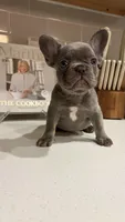 Roulette , a female French Bulldog for sale in Melbourne, FL – Photo 2 of 2