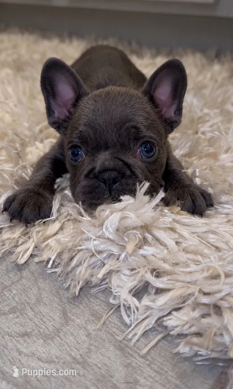 Pickles  – French Bulldog puppy for sale in Melbourne, FL