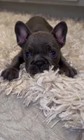 Pickles , a male French Bulldog for sale in Melbourne, FL – 1 of 2