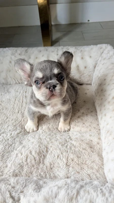 Jelly Cat – French Bulldog puppy for sale in Melbourne, FL