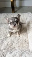 Jelly Cat, a female French Bulldog for sale in Melbourne, FL – 1 of 1