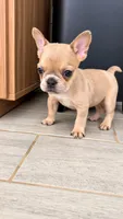 Mocha, a female French Bulldog for sale in Melbourne, FL – 2 of 2