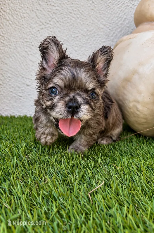Oreo, a male French Bulldog for sale in Melbourne, FL – 1 of 1