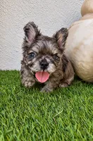 Oreo, a male French Bulldog for sale in Melbourne, FL – 1 of 1