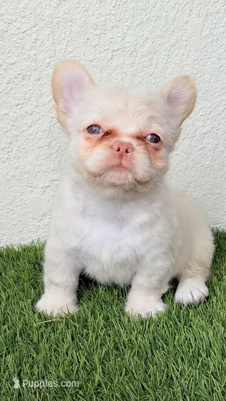 Euphoria, a female French Bulldog for sale in Melbourne, FL – 1 of 2