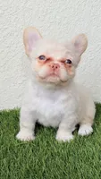 Euphoria, a female French Bulldog for sale in Melbourne, FL – 1 of 2