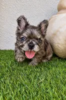 Oreo, a male French Bulldog for sale in Melbourne, FL – 3 of 3