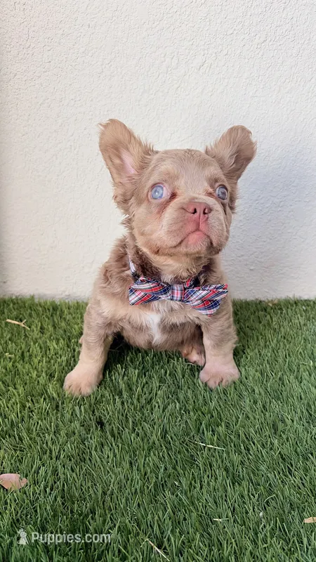 Cosmic  – French Bulldog puppy for sale in Melbourne, FL