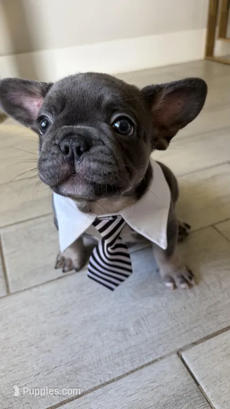 Casino – French Bulldog puppy for sale in Melbourne, FL