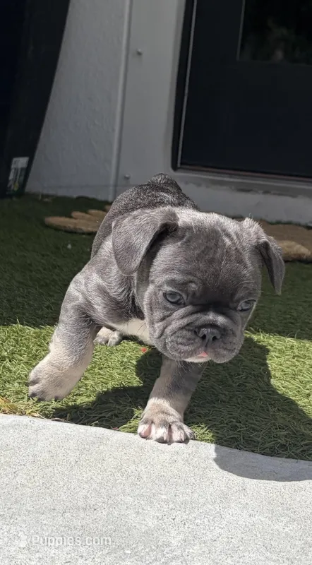 Casino – French Bulldog puppy for sale in Melbourne, FL
