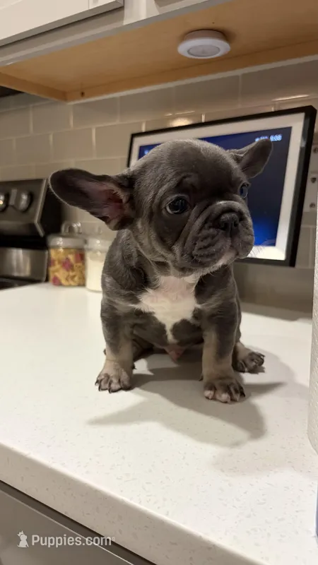 Casino, a male French Bulldog for sale in Melbourne, FL – Photo 1 of 3