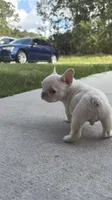 Dumpling, a male French Bulldog for sale in Melbourne, FL – 2 of 2